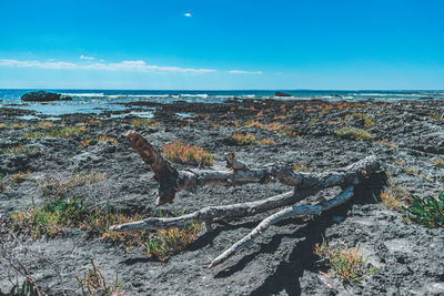 View of driftwood on beach