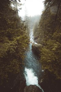 Scenic view of forest against sky