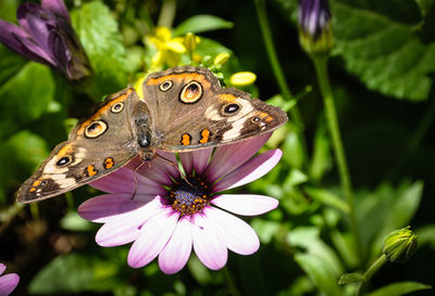 Close-up of butterfly pollinating flower