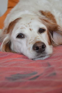 Close-up portrait of a dog