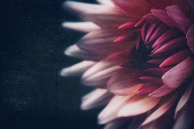 Close-up of flower at night