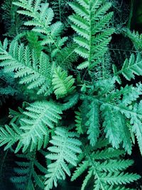 Full frame shot of fern leaves