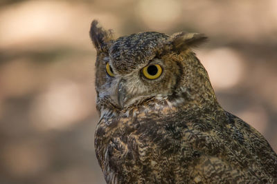Close-up of owl watching