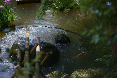 High angle view of plants in water