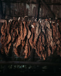 Close-up of dry leaves