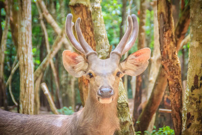 Portrait of deer in the forest