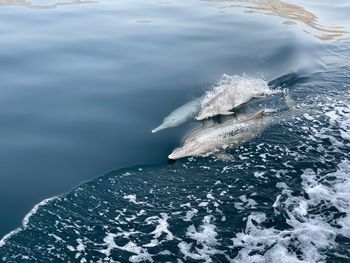 High angle view of turtle swimming in sea