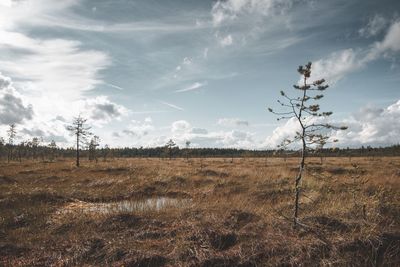 Scenic view of field against sky