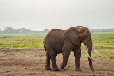 Elephant grazing on field against clear sky