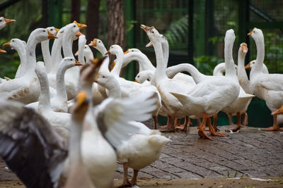 Close up white ducks inside lodhi garden delhi india, see the details and expressions of ducks