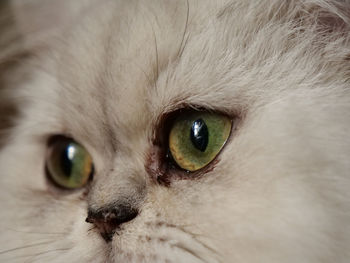 Close-up portrait of cat