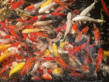 View of koi carps swimming in sea