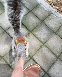 Low section of person holding cat on street