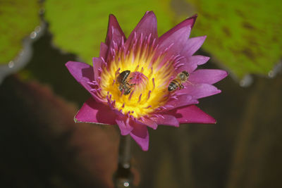 Close-up of lotus water