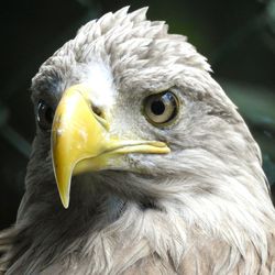 Close-up portrait of eagle