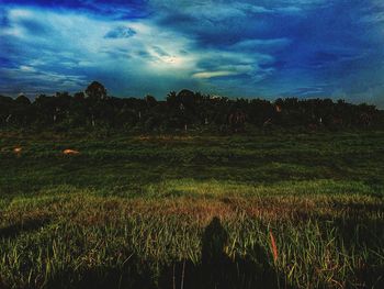 Scenic view of field against sky