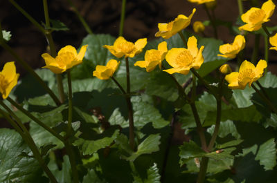 Close-up of yellow flowering plants