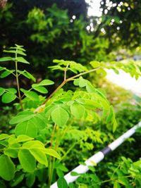 Close-up of fresh green plant