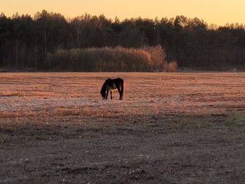 Horse in a field
