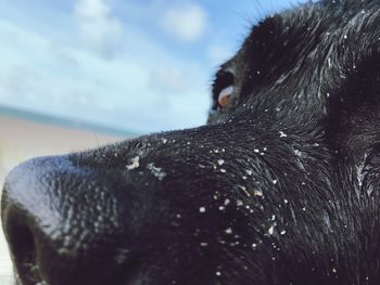 Close-up of a dog