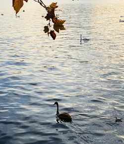 Duck swimming in a lake