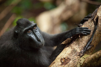 Close-up of black labrador on tree in forest