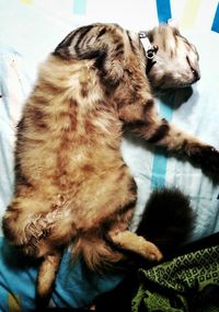 Close-up of cat sitting at home