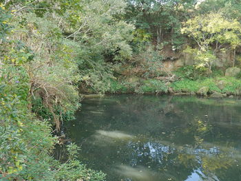 Scenic view of lake in forest