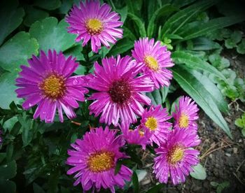 Close-up of pink flowers