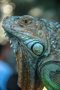 Close-up of iguana