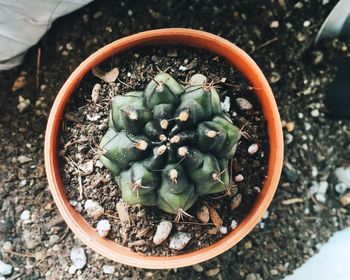 High angle view of succulent plant on field