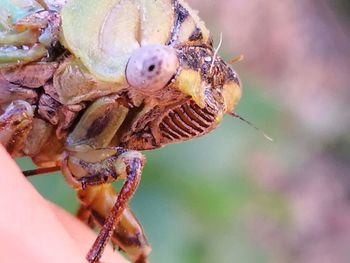 Close-up of insect on leaf