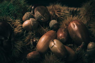 Close-up of eggs