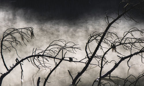 Low angle view of bare tree against sky