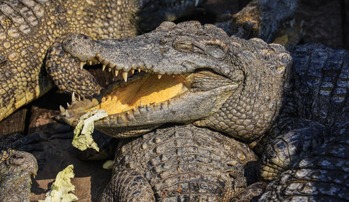 Close-up of crocodile 