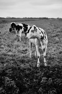 Cows standing in field