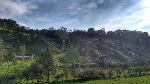 Panoramic view of trees on field against sky