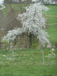 Trees on field