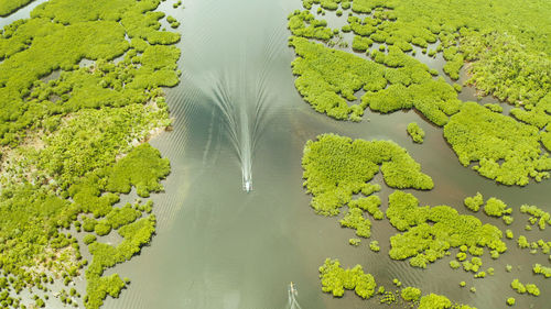 Boat sails in the mangroves among green trees aerial view. mangrove jungles, trees, river. 