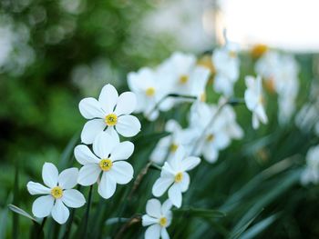 Close-up of white flowers