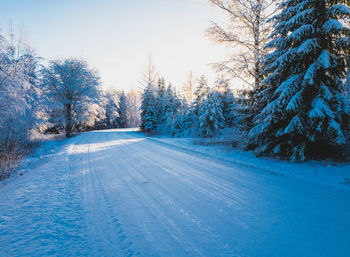 Trees on snow covered landscape