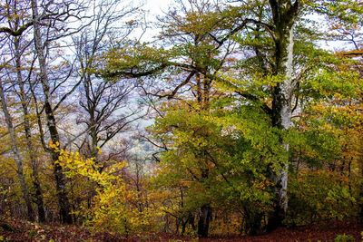 Trees in forest during autumn