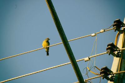 Low angle view of bird perching on cable against clear sky