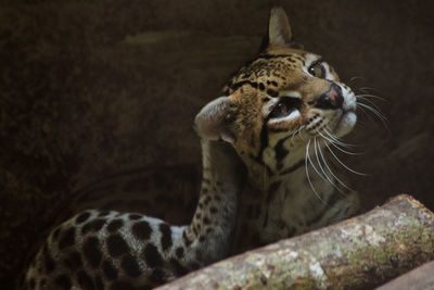 Close-up of a cat looking away