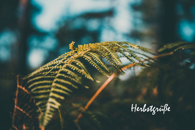 Close-up of fern leaves on tree
