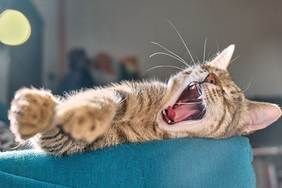 Cute tabby cat sleeping on blue sofa with yellow pillow . funny home pet. concept of relaxing