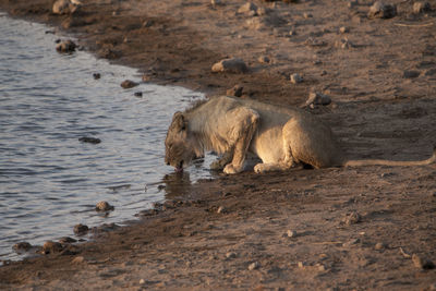 Sheep in water