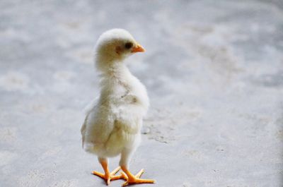 Close-up of a bird