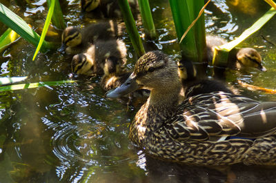 Ducks swimming in pond