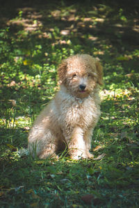 Portrait of dog on field